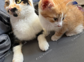 White and ginger kitten