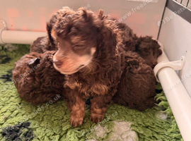 Toy poodle puppies 2 boys NOT KC