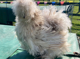 Quality Bearded Silkie Hatching Eggs