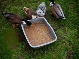 Call Ducks Two Pairs Available