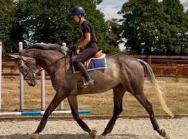 6yr old tb gelding for sale