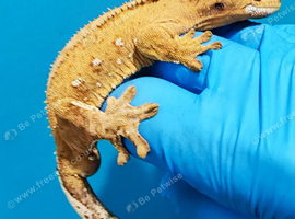 Crested geckos