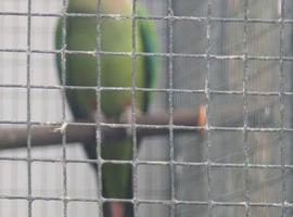 Baraband hen