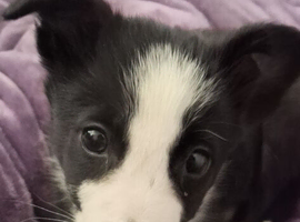 10 week old Border Collies