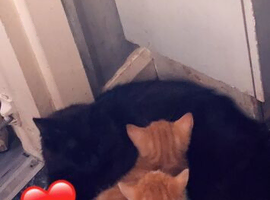 Kitten