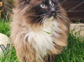 Adult male ragdoll