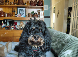 My 5 year old shipoo for stud