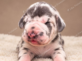 KC REGISTERED GREAT DANE PUPPIES NORTHAMPTON