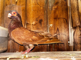 Red Spanish Barb female