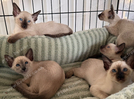 Siamese kittens