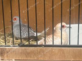Diamond doves x2
