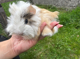 Baby guinea pigs