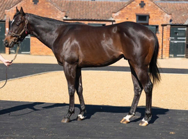 Well bred colt with lots of potential in all spheres