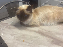 Ragdoll an Maine coon