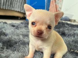 Stunning TINY male chihuahua