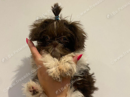 Baby Belle READY NOW