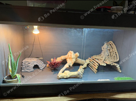 Male bearded dragon rehome