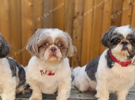 Bailey a proven kc registered family pet has hade 10 healthy puppies