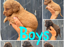 LAST 4 beautiful cockapoo pups