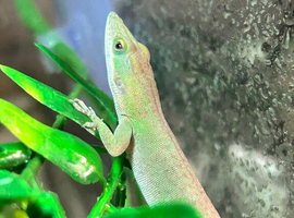 Pair of stunning Blue Headed Anoles (Anolis Allisoni)