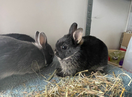 Netherland Dwarf purebred baby Rabbits