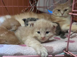 2 male maincoon kittens