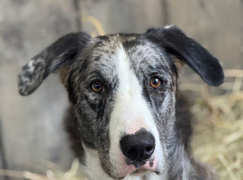 Blue Merle Lurcher