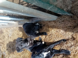 Labrador cross collie