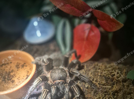 Costa rican zebra knee