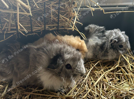 Guinea pigs