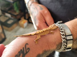 Baby crested gecko