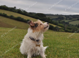 STOLEN DOG