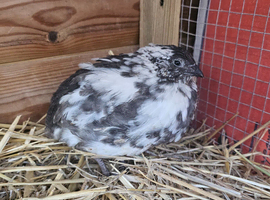 Rare progressive pied coturnix quail