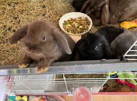 Mini lops