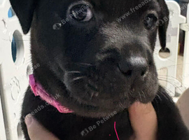 Labrador x staff