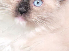 Ragdoll kittens available