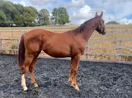 Well bred Sports Horse Filly sired by Cobra