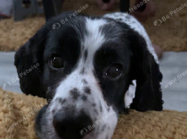 Male cocker spaniel for stud