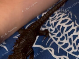 Red eyed croc skink with full enclosure.