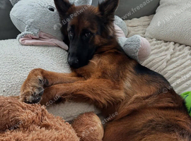 2 Years Old GSD Girl Available