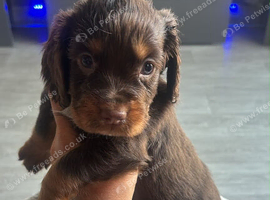 Cocker spaniel