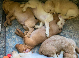 Beautiful Labradoodle F1b Puppies