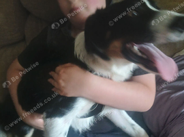 Male border collie for sale