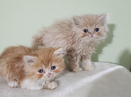 Pure Persian kittens for sale