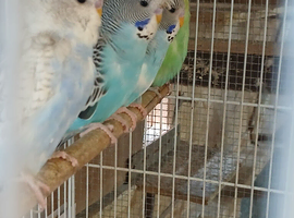Budgies