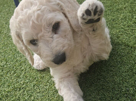 AdorableDouble Doodle puppies (hypoallergenic)