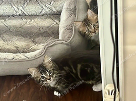 Fluffy fully Siberian kitten