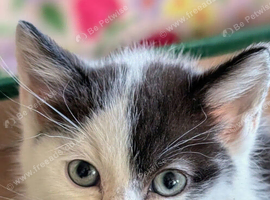 British Blue x kittens, wormed/flead/litter trained &pound;80