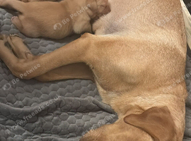 Pedigree red fox Labrador girl