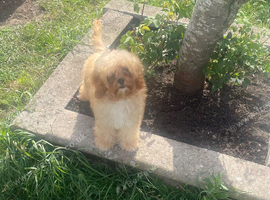 1 female apricot Cavapoo puppy.